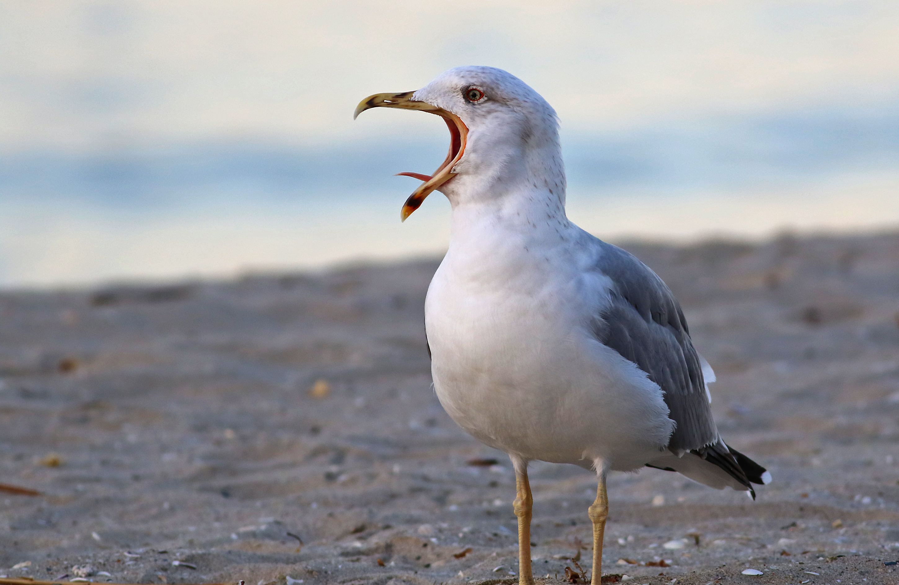 Yellow-legged Gull